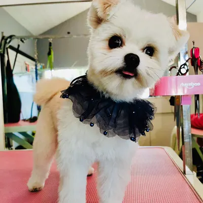 Glamour Psi Fryzjer Groomer | Salon Pielęgnacji Psów